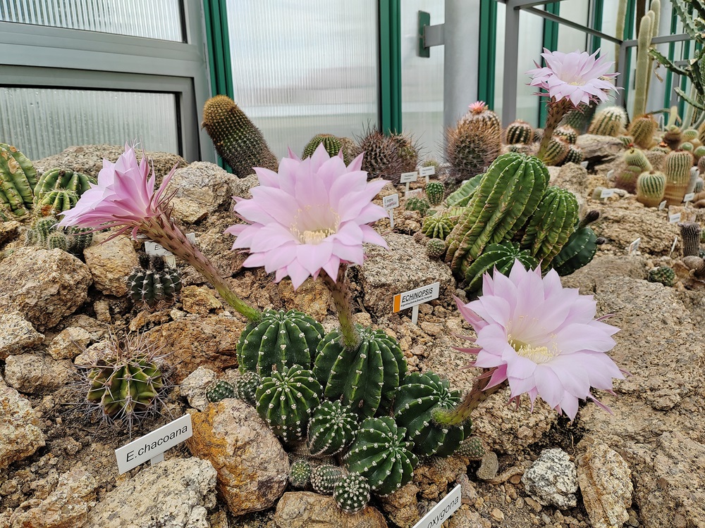 botanickazahrada Liberec2