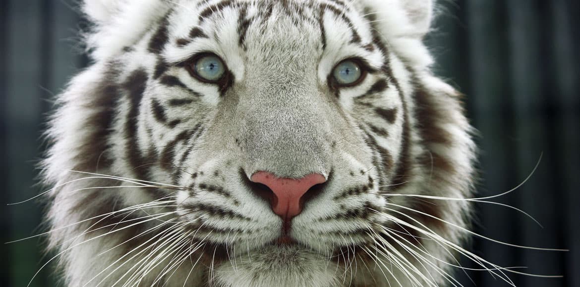 zoo liberec2