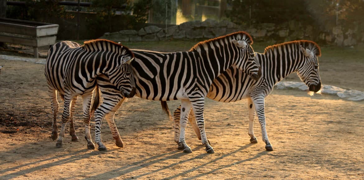 zoo liberec3